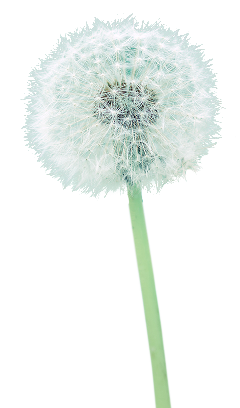 Pusteblume